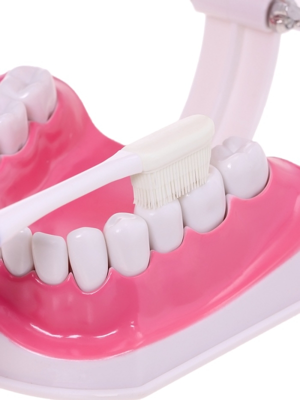 Набор для опытов «Анатомия», челюсть человека Набор для опытов «Анатомия», челюсть человека