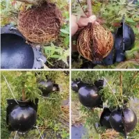 Шар для укоренения растений, d=5.5 см, под ветку 0.5 см, чёрный, Greengo