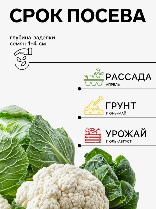 Семена Капуста цветная, &laquo;Абени&raquo;, F1, 10 шт., Seminis, &laquo;Агрос&raquo;