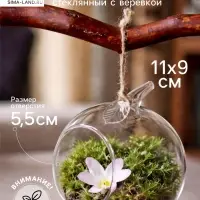 Флорариум &laquo;Натурель&raquo;, яблоко, с веревкой, d=5.5 см, 11&times;9 см, стекло, прозрачный