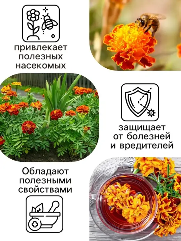 Семена цветов Бархатцы  Семена цветов Бархатцы "Болеро", 0,2 г