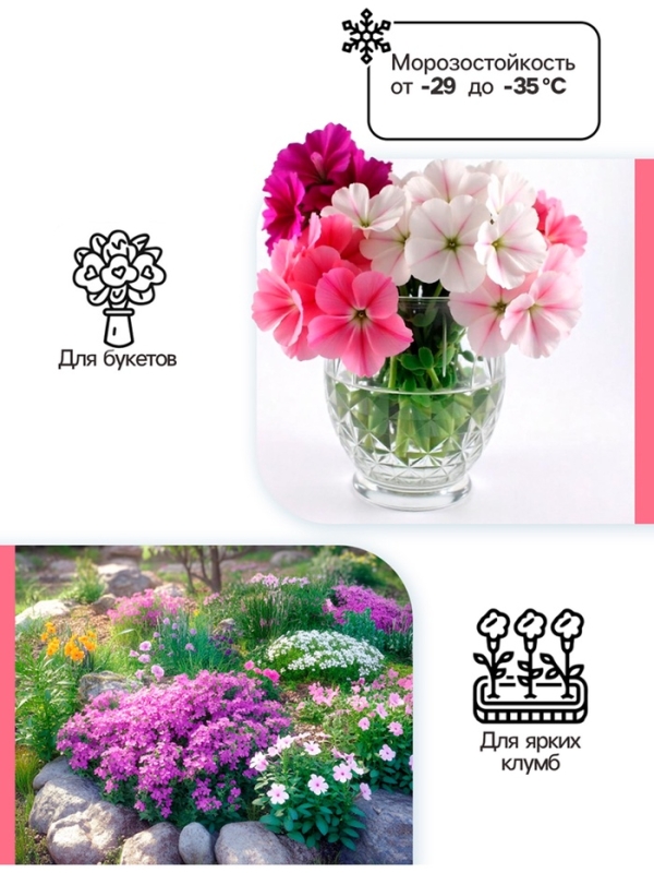 Флокс «Бэби Фейс» корневище в пакете с торфогрунтом, р-р I, 2 шт.