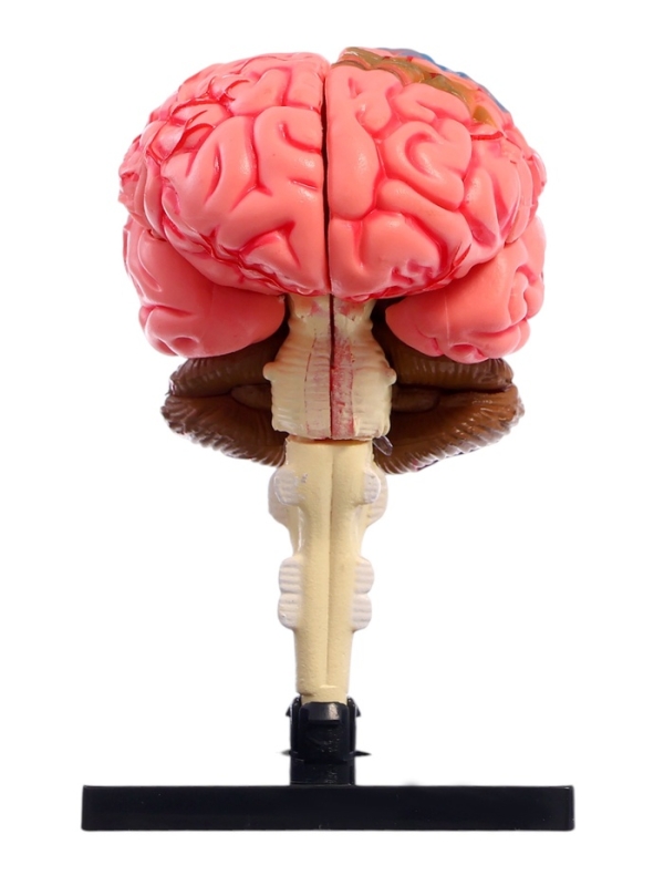 ЭВРИКИ Набор для опытов "Строение мозга", анатомическая модель