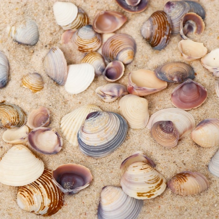 Набор ракушек декоративных Набор ракушек декоративных