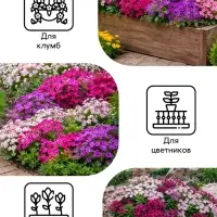 Семена цветов Флокс &laquo;Звездный дождь&raquo;, смесь окрасок, 0.2 г, &laquo;Рецепты дедушки Никиты&raquo;