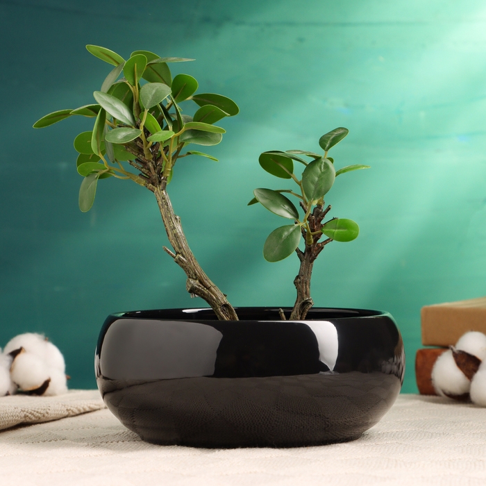 Кашпо - бонсай  Кашпо - бонсай "Мира" для кактусов и суккулентов, черное, 18х18х7см