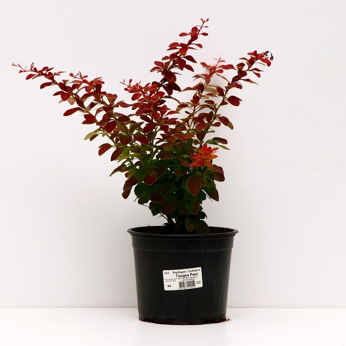 Барбарис Тунберга Голден Ринг, С2 горшок, Н10-50 высота, 1 шт, Лето 2024 Барбарис Тунберга Голден Ринг, С2 горшок, Н10-50 высота, 1 шт, Лето 2024