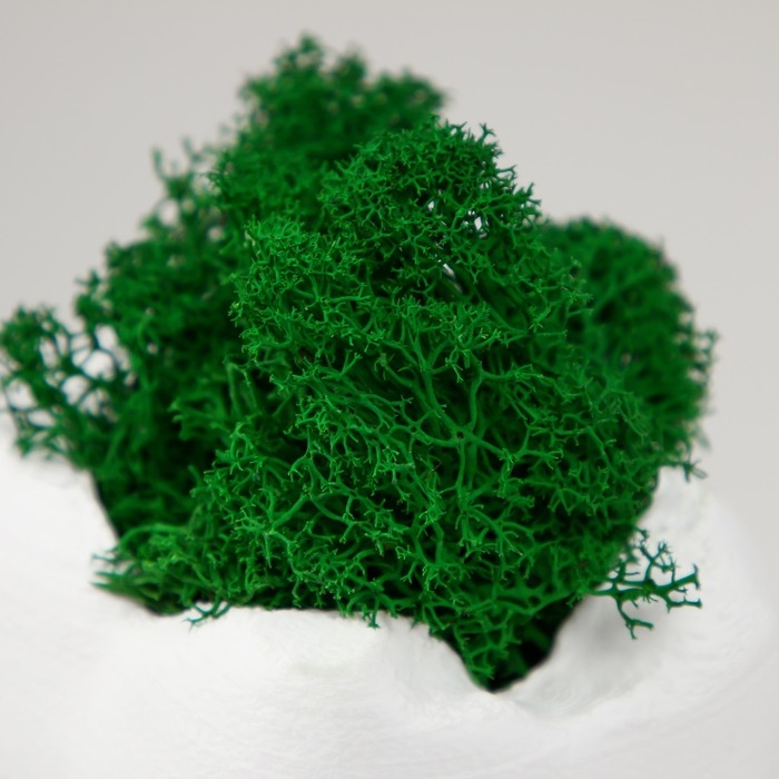 Кашпо бетонное Кашпо бетонное "Зуб" со мхом белый 7,5х6,5х9,5 см (мох зеленый стабилизированный)