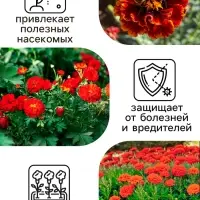 Семена цветов Бархатцы отклонённые (Тагетес) "Мерседес", 0,3 г Семена цветов Бархатцы отклонённые (Тагетес) "Мерседес", 0,3 г