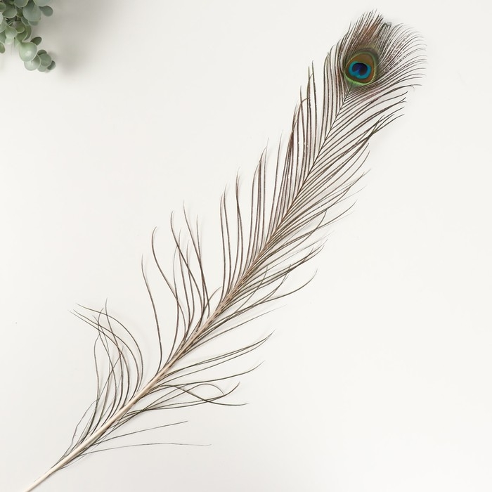 Перо декоративное Перо декоративное "Павлин" h=90-100 см