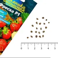 Семена Земляника &laquo;Фреска&raquo;, ремонтантная, 5 шт., &laquo;Семена Алтая&raquo;
