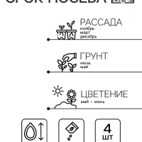 Семена Виола "Сорбет XP Парпл Фейс", ц/п,  F1, 4 шт.