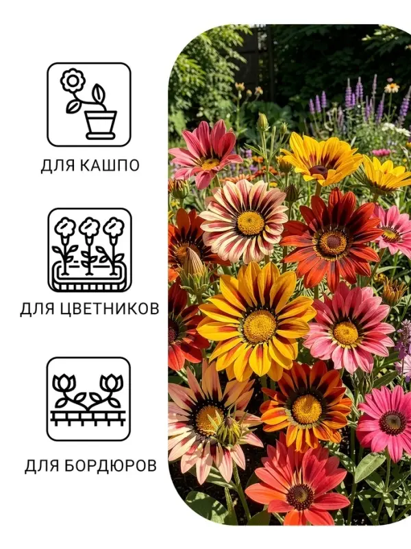 Семена цветов Гацания гибридная &laquo;Триада&raquo;, крупноцветковая, низкорослая, 0.05 г, &laquo;Гавриш&raquo;