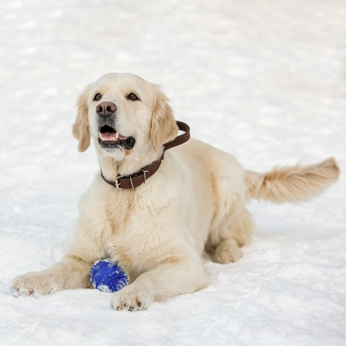 Ошейник кожаный тройной, с ручкой, 57 х 2.5 см, ОШ 35-45 см, коричневый Ошейник кожаный тройной, с ручкой, 57 х 2.5 см, ОШ 35-45 см, коричневый