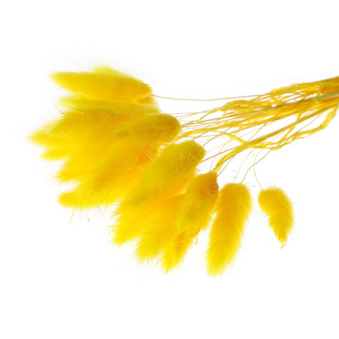 Сухоцвет «Лагурус», набор 30 шт., цвет жёлтый Сухоцвет «Лагурус», набор 30 шт., цвет жёлтый