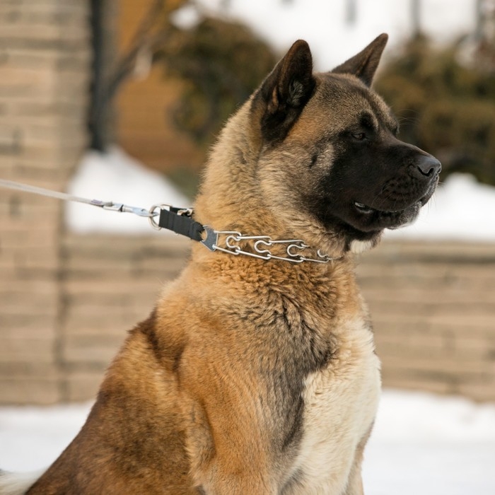 Ошейник строгий с металлическим фастексом и защитными колпачками, 63 см, толщина проволоки 4 Ошейник строгий с металлическим фастексом и защитными колпачками, 63 см, толщина проволоки 4