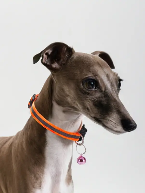 Ошейник Ошейник "Спорт" со светоотражающей полосой, 31 х 1 см, оранжевый