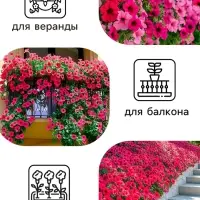 Семена цветов Петуния &laquo;Тайдал Вейв Пурпл&raquo;, 5 шт., &laquo;Агросидстрейд&raquo;