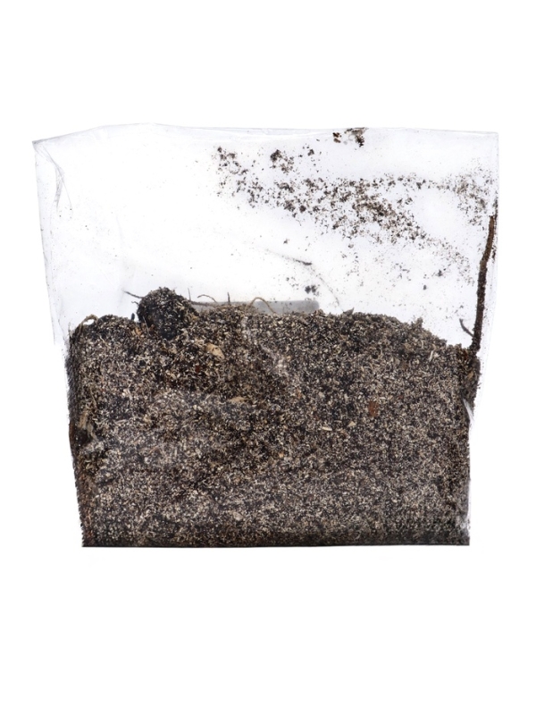 Хоста "Francee", р-р I, размер M,1 шт, Весна 2025, ЭКОНОМ,