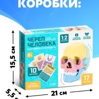 Набор для опытов &laquo;Череп человека&raquo;, анатомическая модель