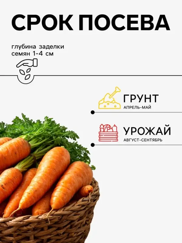 Семена Морковь &laquo;Шантенэ 2461&raquo;, 2 г, &laquo;Агросс&raquo;