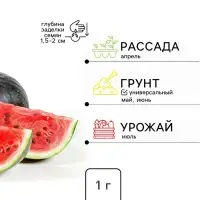 Семена Арбуз &laquo;Ультраскороспелый&raquo;, 1 г, &laquo;Удачные семена&raquo;