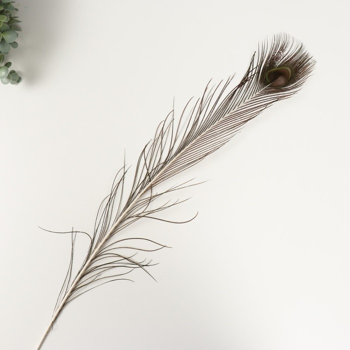 Перо декоративное Перо декоративное "Павлин" h=90-100 см