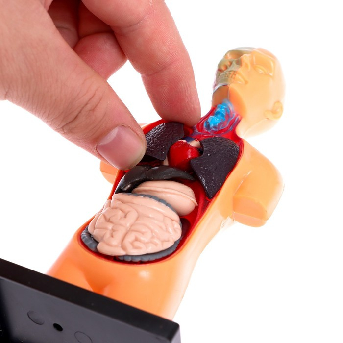 Набор для опытов «Анатомия человека» Набор для опытов «Анатомия человека»