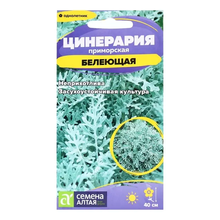 Семена Цинерария "Белеющая", ц/п,  0,05 гр.