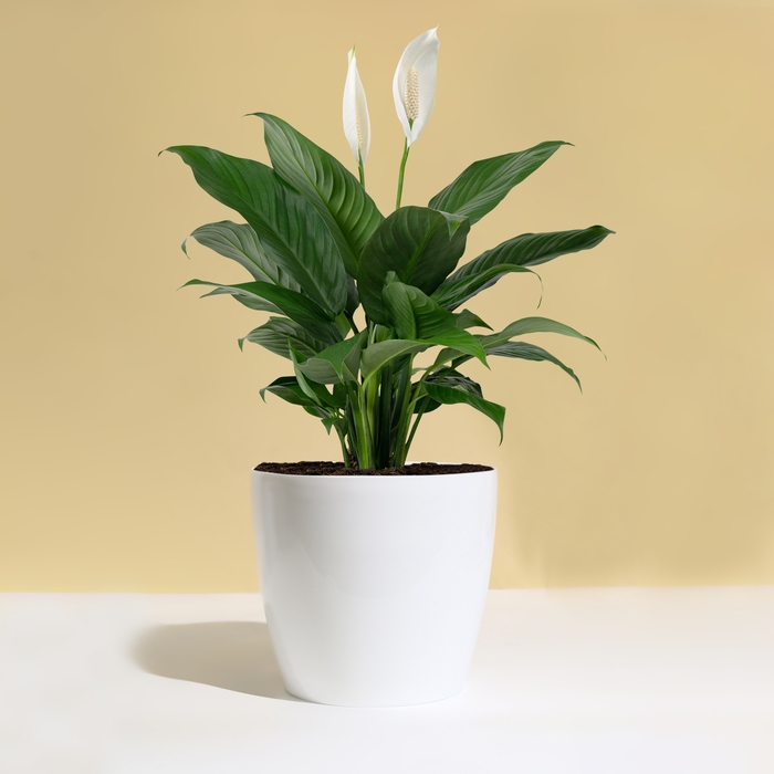 Горшок для цветов, d = 21 см, 5,2 л, пластик, белый Горшок для цветов, d = 21 см, 5,2 л, пластик, белый