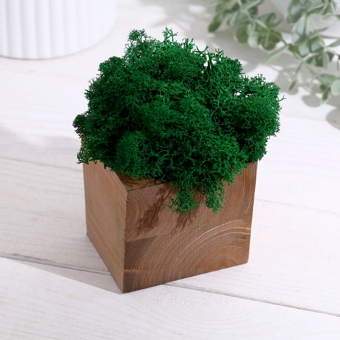 Кашпо композиция со мхом  Кашпо композиция со мхом "Бриовуд", мох стабилизированный: Forest green (Зелёный лес)