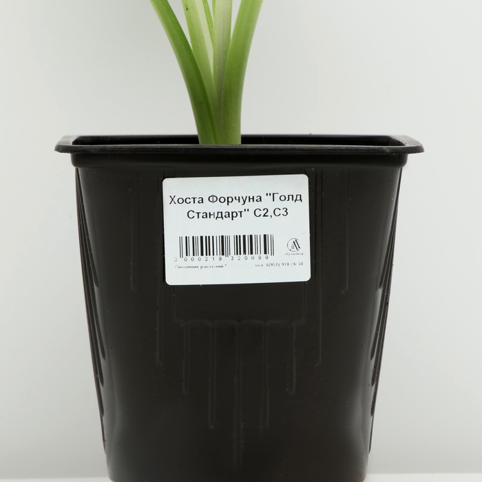 Хоста Форчуна Хоста Форчуна "Голд Стандарт", Горшок С3, 1 шт, Весна 2024