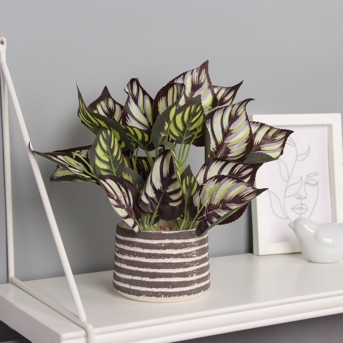 Бонсай в горшке Бонсай в горшке "Калатея макоя" 20х10 см, микс