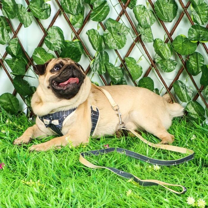 Комплект с мягкой шлейкой  Комплект с мягкой шлейкой "Якорь", размер L, поводок 120 х 1,5 см, ОГ 42-76 см, синий