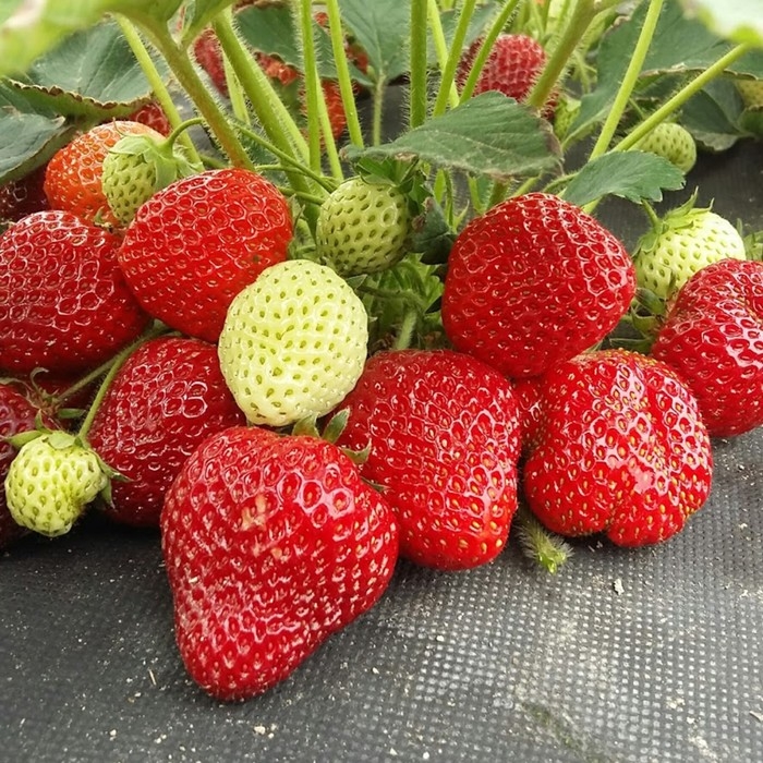 Рассада Земляники круноплодной (клубники) ФРИГО Лималексия (Limalexia) А (9-15 мм), P9 Горшок 1037 Рассада Земляники круноплодной (клубники) ФРИГО Лималексия (Limalexia) А (9-15 мм), P9 Горшок 1037