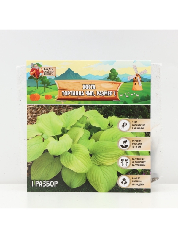 Хоста Tortilla Chip, корневище в пакете с торфогрунтом, р-р I, размер L,1 шт.