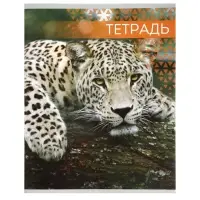 Тетрадь &laquo;Дикие кошки&raquo;, 48 листов, в клетку, МИКС