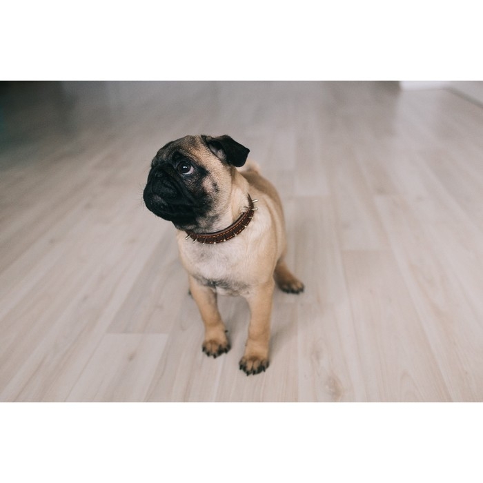 Ошейник кожаный на синтепоне, Ошейник кожаный на синтепоне, "Ёж" 36 х 1.5 см, ОШ 20-30 см, коричневый