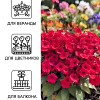 Семена цветов Петуния каскадная &laquo;Тайдал Вейв Парпл&raquo; 5 шт.