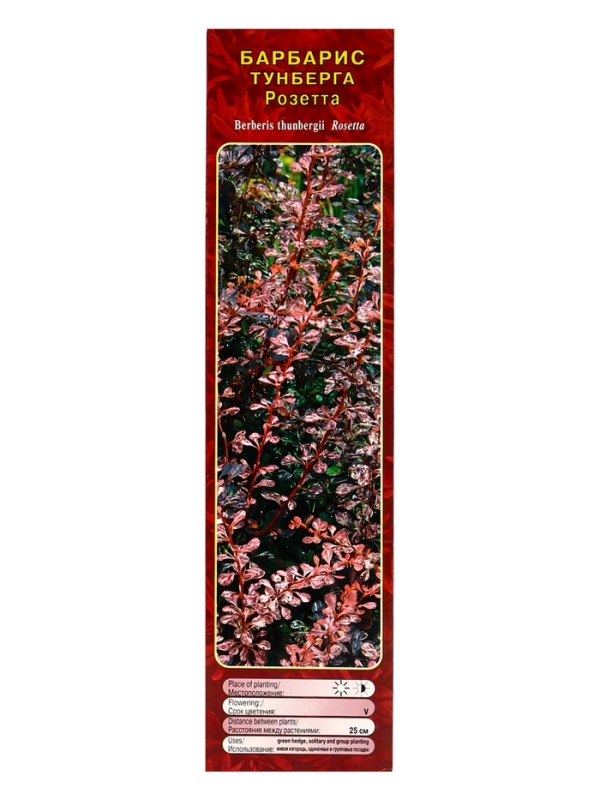 Барбарис Тунберга «Розетта» ,саженец, 1 шт., туба