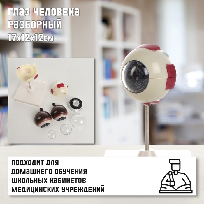 Макет  Макет "Глаз человека" разборный 17*12*12см