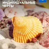 Набор ракушек Пектен Вексиллум средние, 4 - 6 см, 100 г