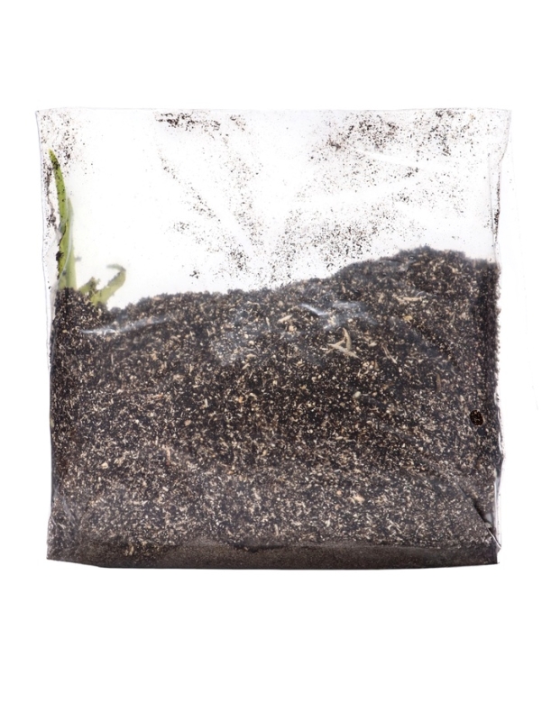 Лилейник "Vanilla With Love", р-р I, 1 шт, Весна 2025, ЭКОНОМ,