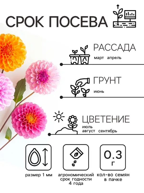 Семена цветов Георгин  Семена цветов Георгин "Яркие помпоны", 0,3 г