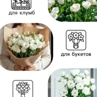 Семена цветов Эустома &laquo;Сапфир&raquo;, F1, белая крупноцветковая, 5 шт., &laquo;Аэлита&raquo; селекция PanAmerican Seed