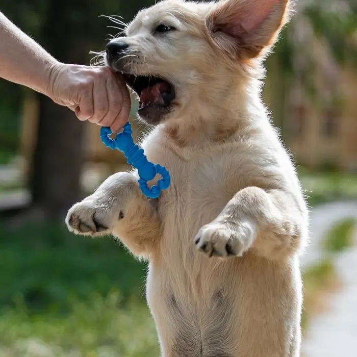 Игрушка для собак резиновая &laquo;Гантель-крабы&raquo;, TPR, 11.5&times;2 см, голубая