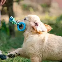 Игрушка жевательная с канатом &laquo;Кусочек солнца&raquo;, 8 см, голубая