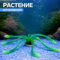Растение для аквариума, до 35 см, зелёное