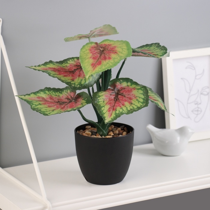 Бонсай в горшке Бонсай в горшке "Каладиум премиум экстра" 21х10 см, микс