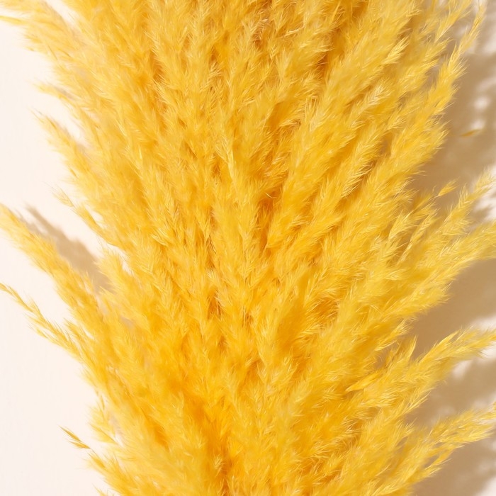 Сухоцвет Сухоцвет "Кортадерия", 1 ветка, длина 140-150 см, желтый